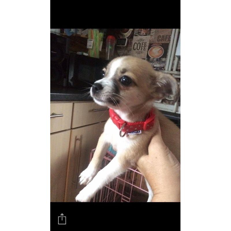 Puppy chihuahua cross Yorks aged 14weeks old