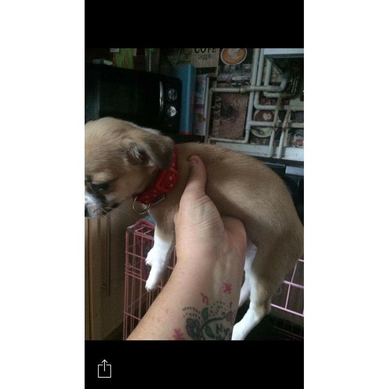 Puppy chihuahua cross Yorks aged 14weeks old