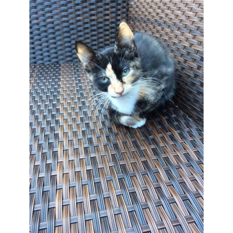 Tortoiseshell kitten Grays Essex