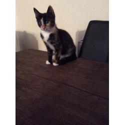 Tortoiseshell kitten Grays Essex