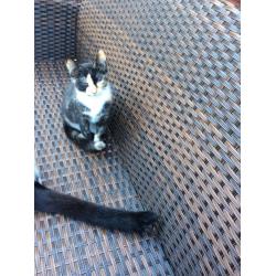 Tortoiseshell kitten Grays Essex