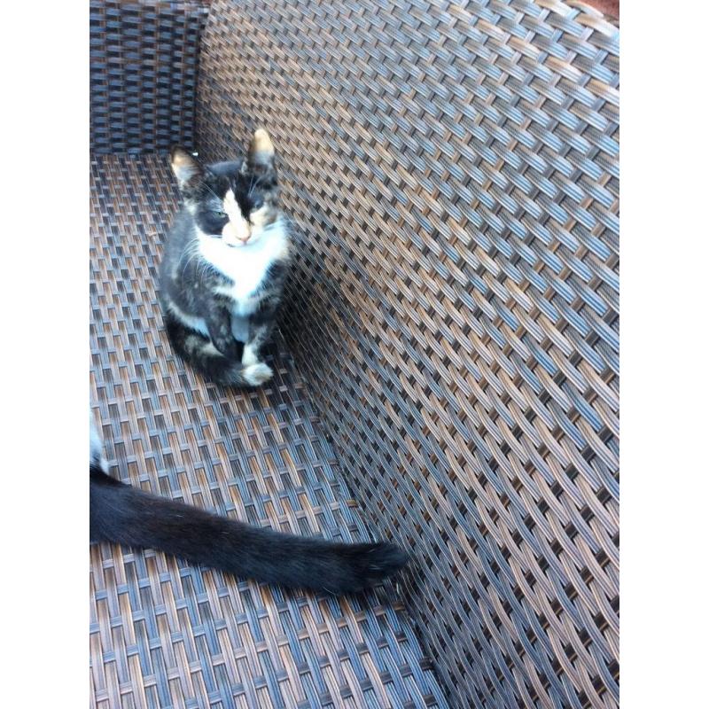 Tortoiseshell kitten Grays Essex