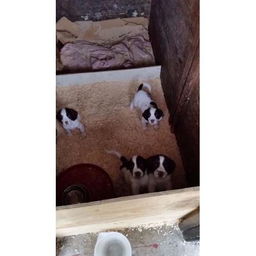 Springer spaniel puppies