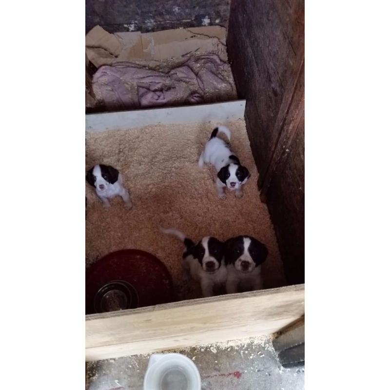 Springer spaniel puppies