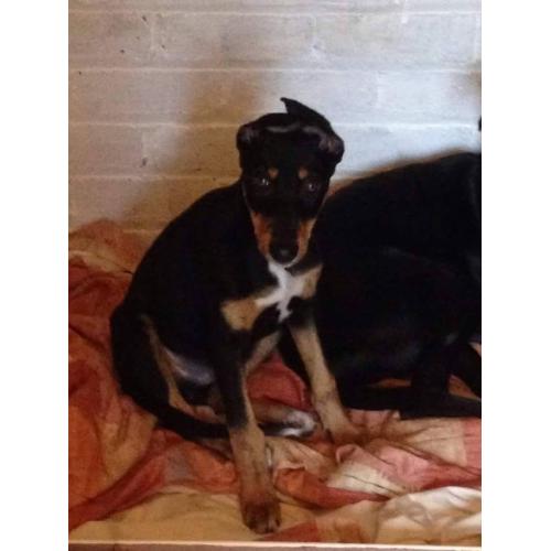 Chase 5 month old lurcher