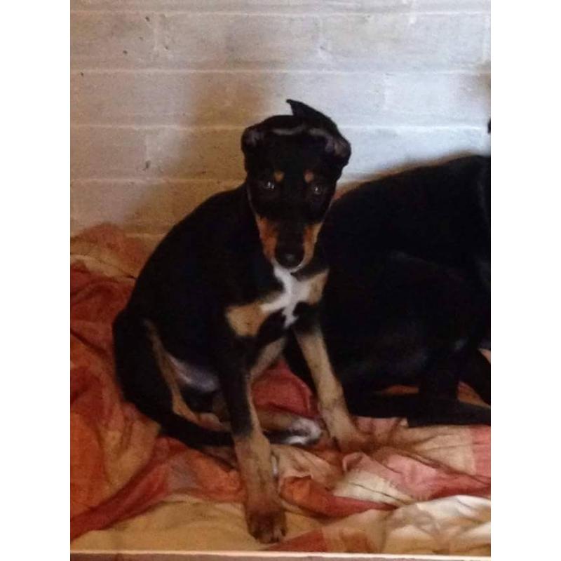 Chase 5 month old lurcher
