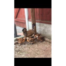 Hen & 4 chicks