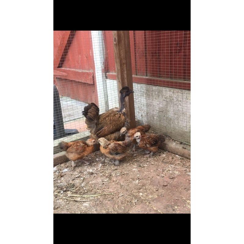 Hen & 4 chicks