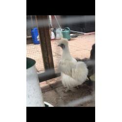 Hen & 4 chicks