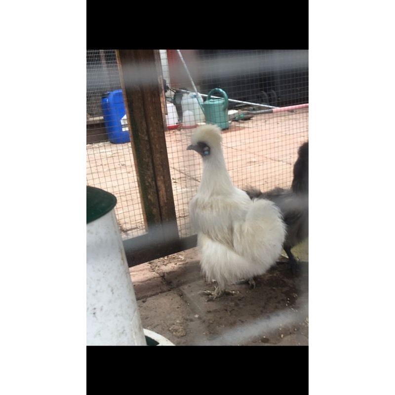 Hen & 4 chicks