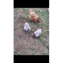 Hen & 4 chicks
