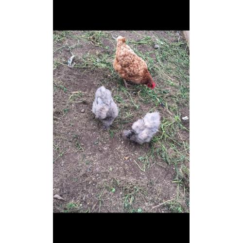 Hen & 4 chicks