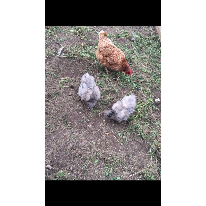 Hen & 4 chicks