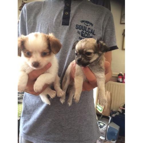 Chihuahua puppies
