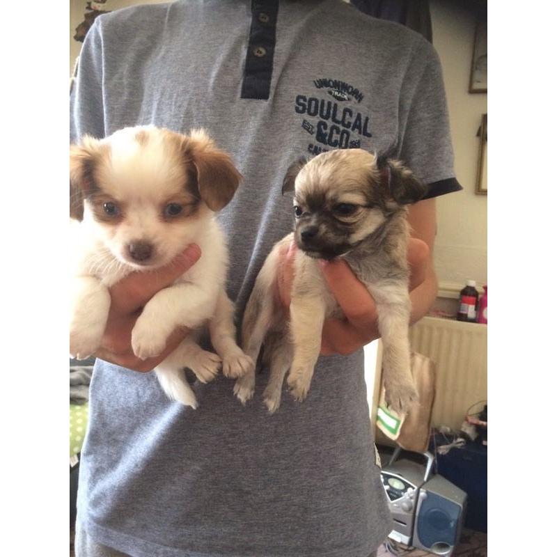 Chihuahua puppies