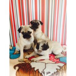 FOR SALE PUG PUPPIES