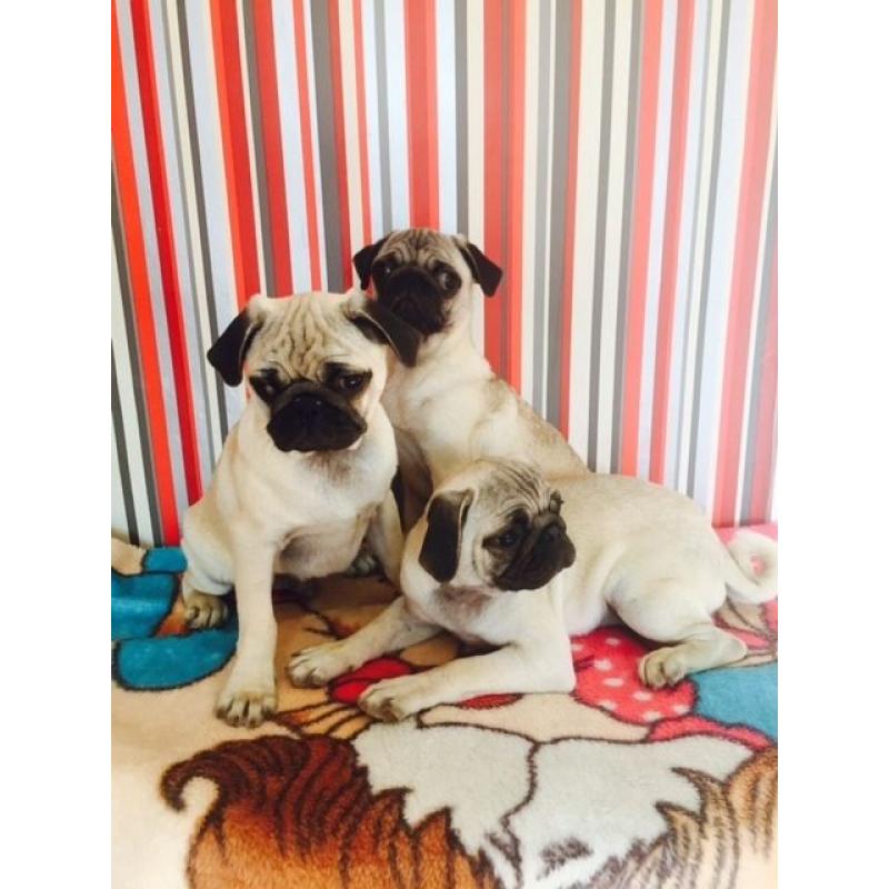 FOR SALE PUG PUPPIES