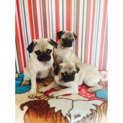 FOR SALE PUG PUPPIES