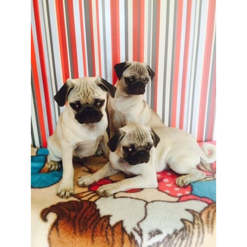 FOR SALE PUG PUPPIES