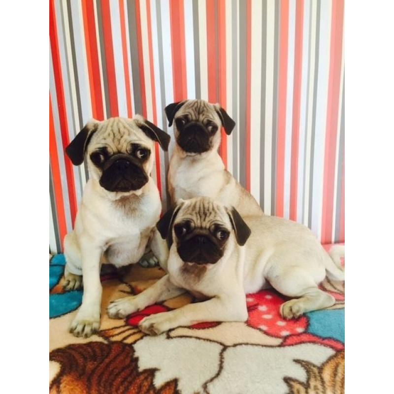 FOR SALE PUG PUPPIES