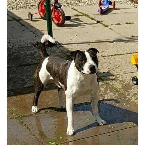 Free to good home. Staffordshire Bull terrier