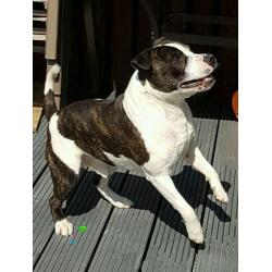 Free to good home. Staffordshire Bull terrier
