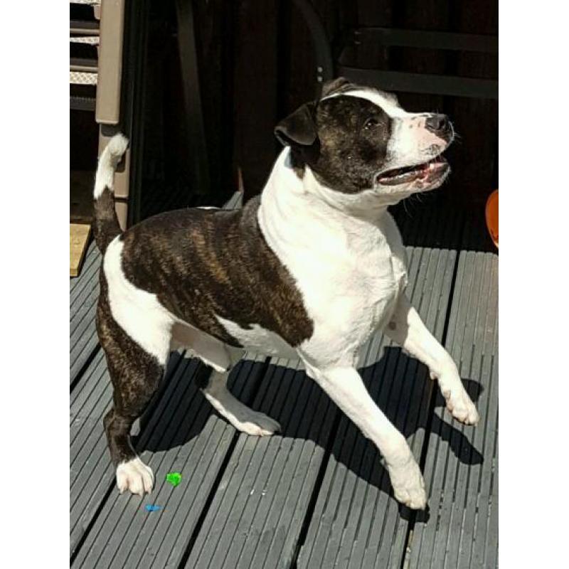 Free to good home. Staffordshire Bull terrier