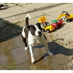 Free to good home. Staffordshire Bull terrier