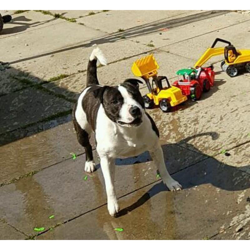 Free to good home. Staffordshire Bull terrier