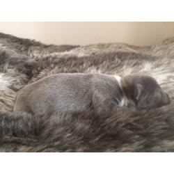 Last kc Reg blue staff for sale