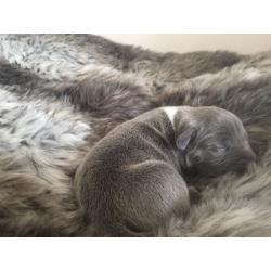 Last kc Reg blue staff for sale