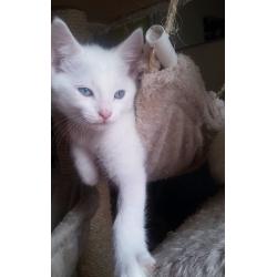 Absolutely Adorable Turkish Van cross kitten ( MALE )