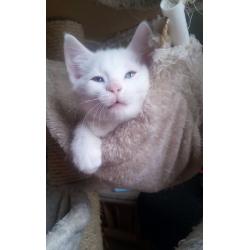 Absolutely Adorable Turkish Van cross kitten ( MALE )