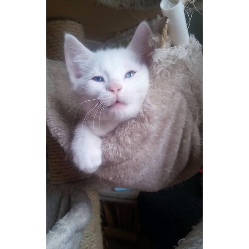 Absolutely Adorable Turkish Van cross kitten ( MALE )