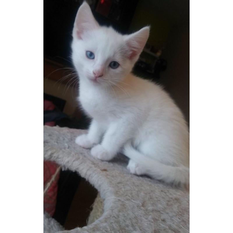 Absolutely Adorable Turkish Van cross kitten ( MALE )