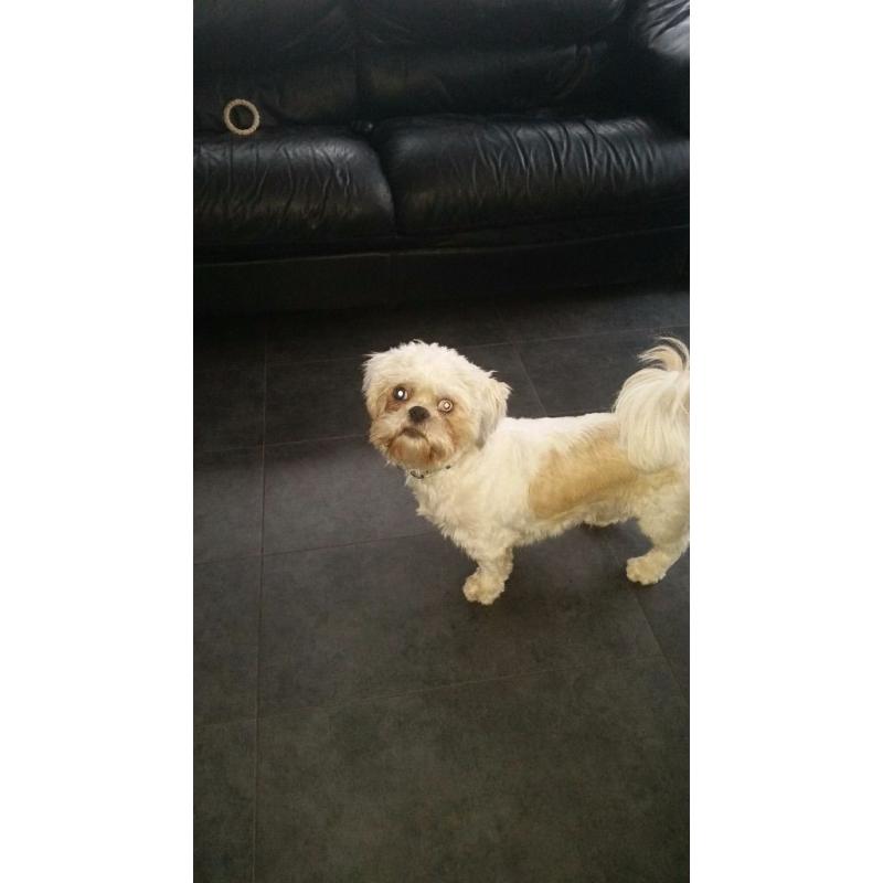 Dog sitting and Walking