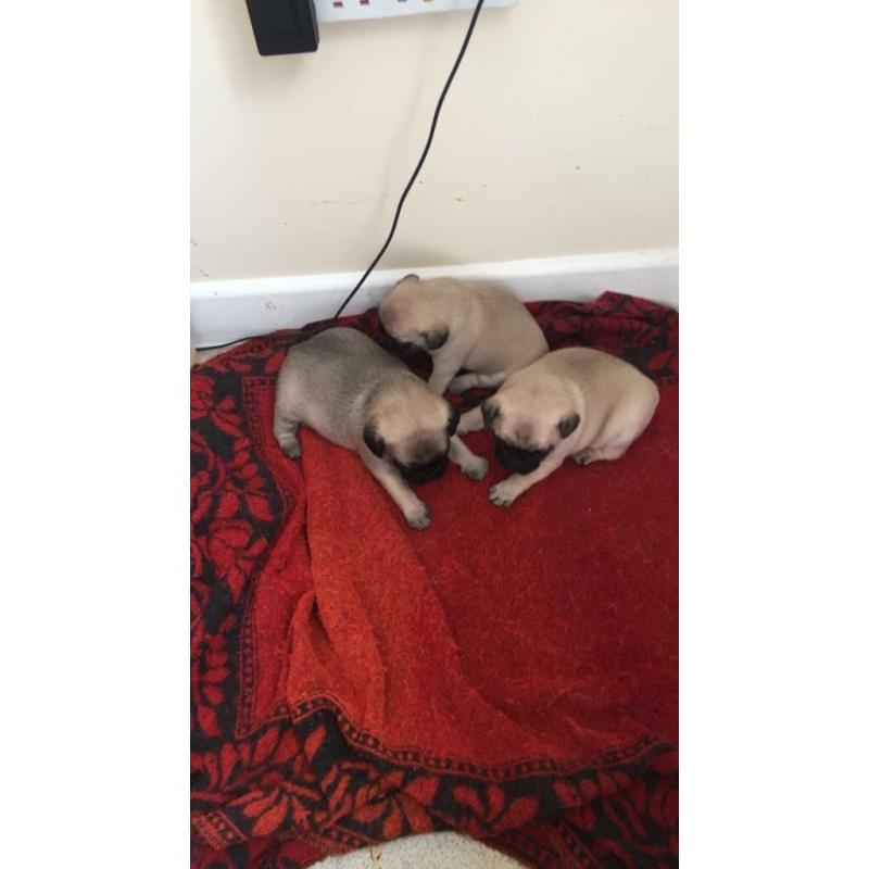 Pedigree Pug Puppies