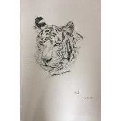Pet drawings