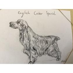 Pet drawings