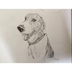 Pet drawings