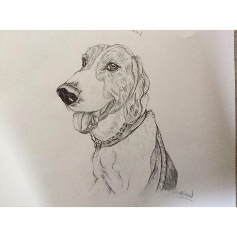 Pet drawings