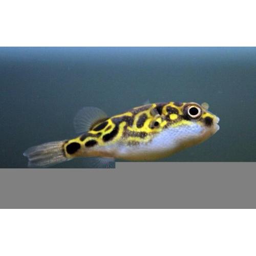 Fishtank job lot 3 tanks