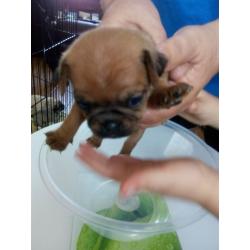 3/4 pug puppies