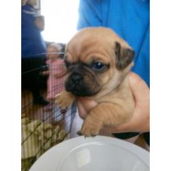 3/4 pug puppies