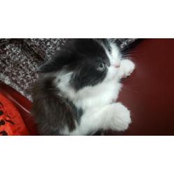 5 Lovely Kittens 9 weeks old