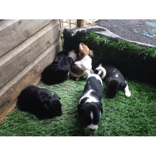 Cross beagle spaniels
