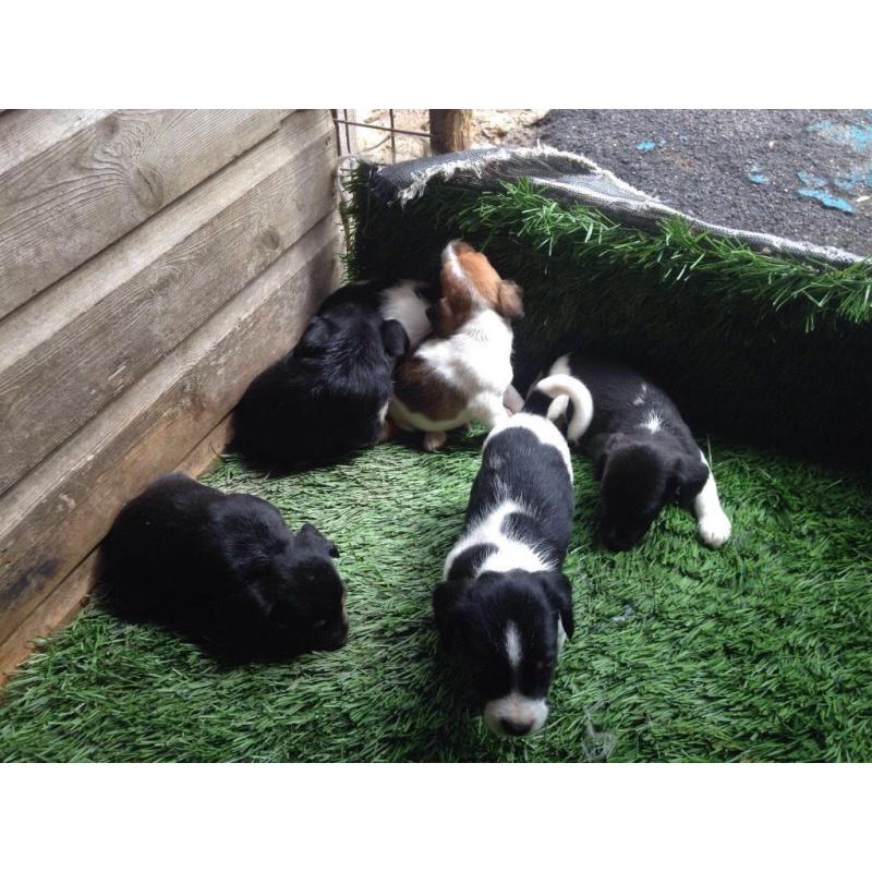 Cross beagle spaniels