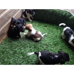 Cross beagle spaniels