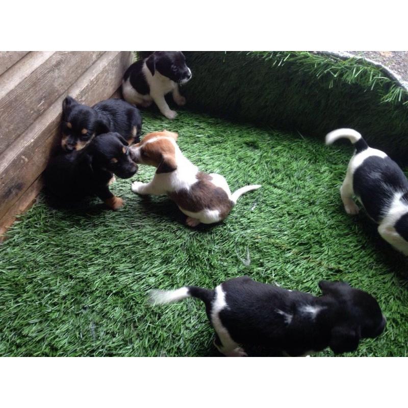 Cross beagle spaniels