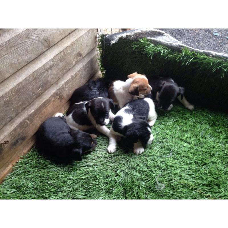 Cross beagle spaniels